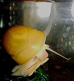Az almacsiga (Pomacea bridgesii) édesvízi csiga, szifóját levegővételre használja
