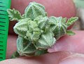 Buds, with smaller stellate hairs and large epicalyx