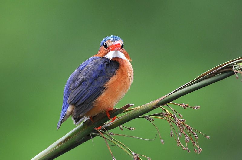 File:Alcedo cristata Rwanda 2.jpg