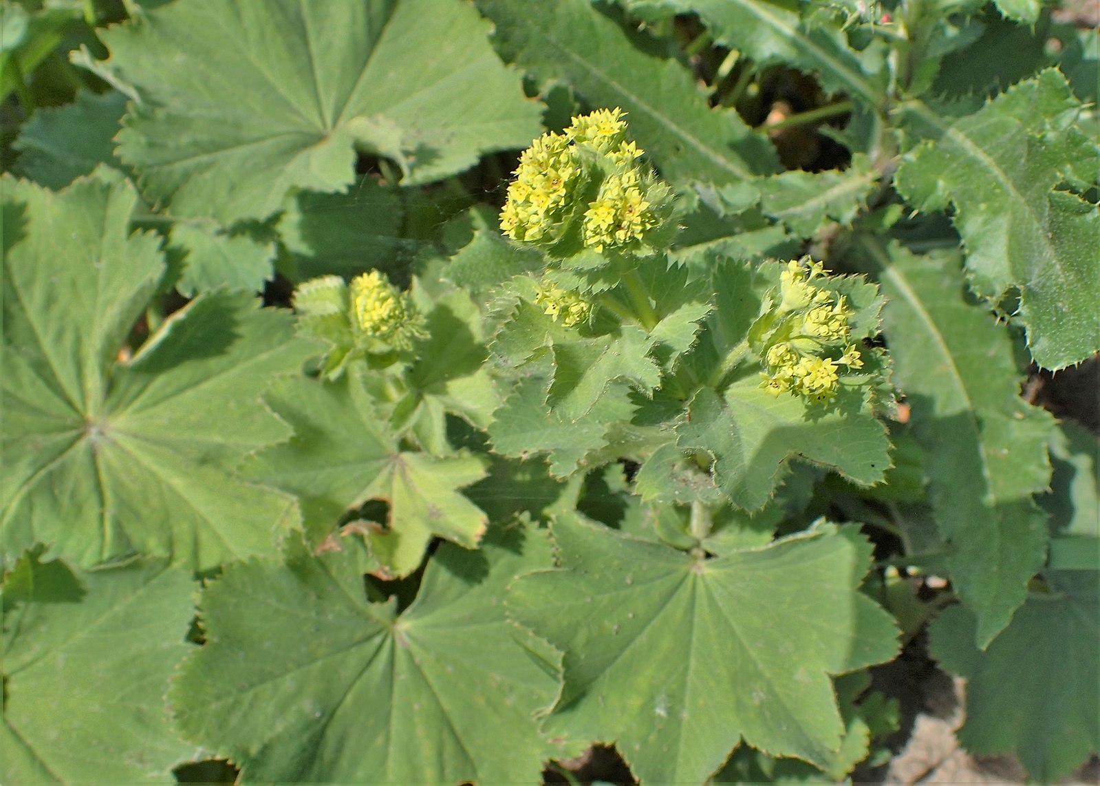 Манжетка Alchemilla epipsila