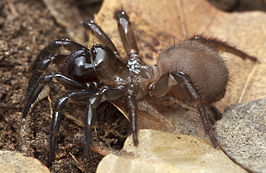 Aliatypus torridus