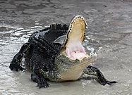 Posición defensiva del aligátor, con la mandíbula abierta.