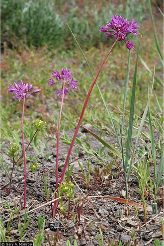 Flowering Allium bisceptrum ready for leaves to be picked and eaten. This is a mature plant that may produce seeds and bulbs for replanting. Allium Bisceptrum Flower.jpg