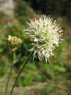 <i>Allium ericetorum</i> Species of flowering plant