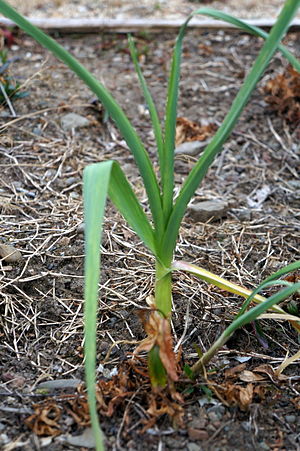 Allium Sativum: Descripción, Taxonomía, Ubicaciones geográficas del ajo