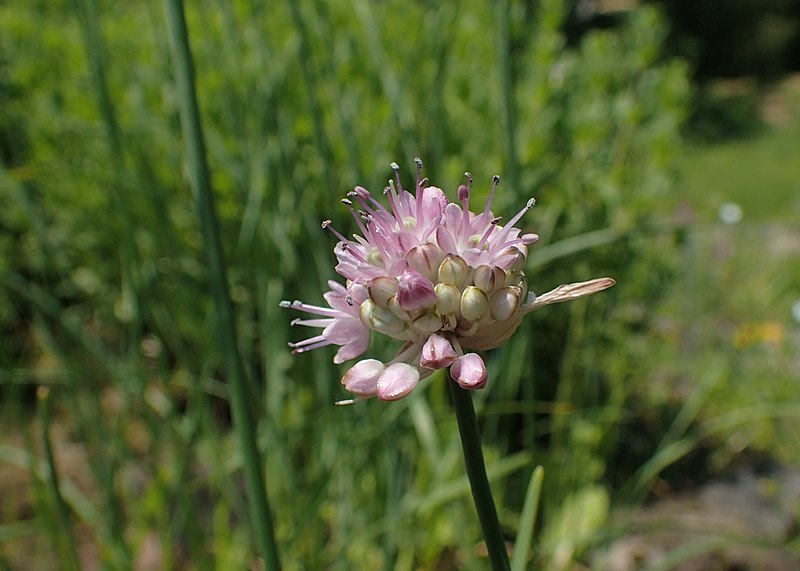 File:Allium strictum kz03.jpg