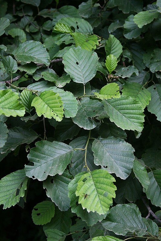 Ольха дерево. Alnus glutinosa. Ольха Alnus glutinosa. Ольха черная (Alnus glutinosa). Alnus glutinosa (ольха европейская).