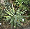 Aloe reitzii 01.jpg