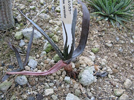 Aloe versicolor