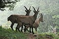 Alpine ibex