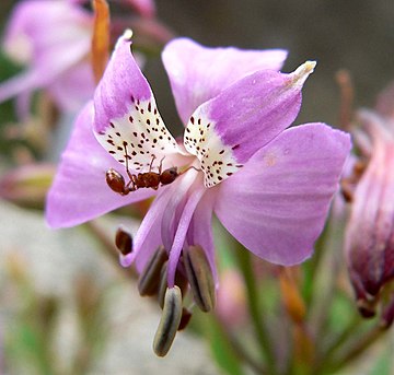 Alstroemeriaceae