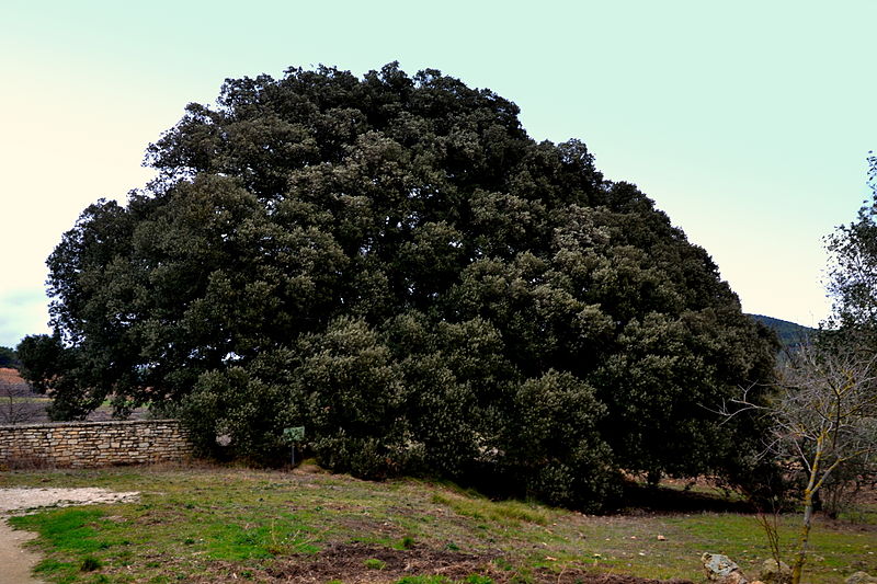 File:Alzina de la Casa Nova de Bonany (Querol) - 2.jpg