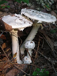 Amanita kotohiraensis コトヒラシロテングタケ（琴平白天狗茸 ） Akiyoshi Matsuoka DSCF3636.jpg