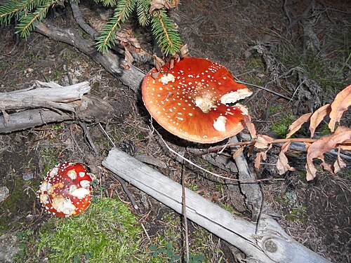 Amanita muscaria · Fausse oronge