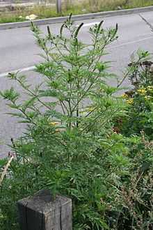 Ambrosia plant arnold van vliet-1-.jpg