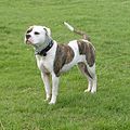 American Bulldog 600.jpg