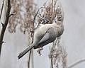 Thumbnail for File:American Bushtit 2681.jpg