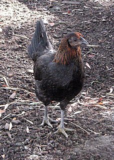 American Game American breed of fighting chicken