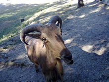 Ammotragus lervia in Rostov zoo.jpg