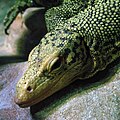 Amneville Varanus melinus 27 08 2010 2.jpg