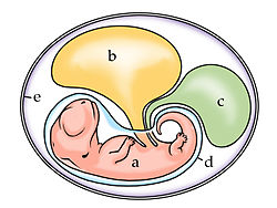 The embryo with its four extraembryonic membranes: a = embryo, b = yolk sac, c = allantois (embryonic urinary bladder), d = amnion (bloodless inner membrane), e = chorion (strongly perfused outer villous membrane).