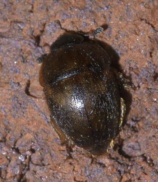 <i>Amphicrossus ciliatus</i> Species of beetle