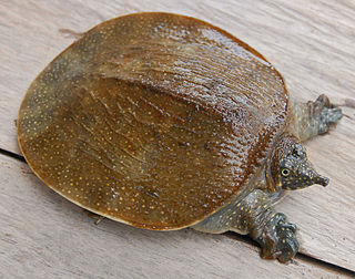 <span class="mw-page-title-main">Asiatic softshell turtle</span> Species of turtle
