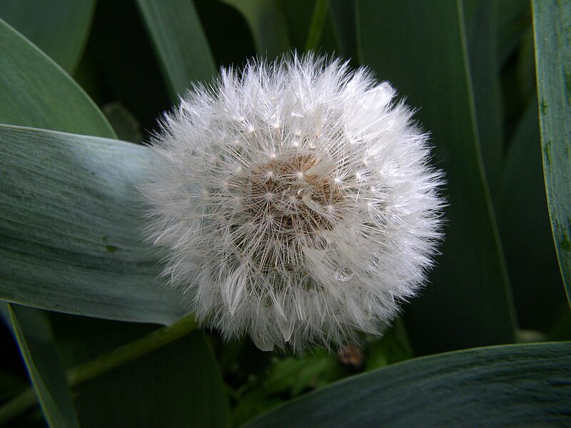 File:An Asteraceae seed head.jpg