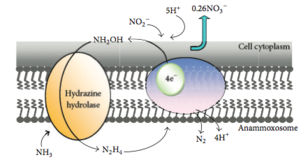 Mechanism of Ammonium Oxidation Anammox mechanism 1.png