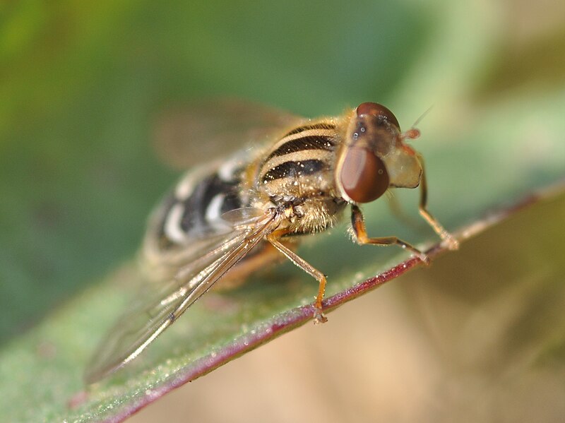 File:Anasimyia interpunctata 2.JPG