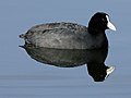 Andean coot