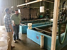 Rick Crawford visiting Anderson Farms, the world's largest minnow farm, in Lonoke, Arkansas. Anderson Farms in Lonoke, Arkansas.jpg