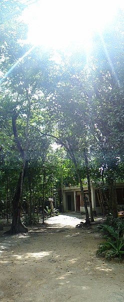 File:Angelita Cenote - Tulum (5496252624).jpg