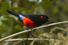 Scarlet-bellied mountain tanager