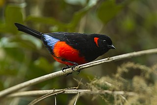 Scarlet-bellied mountain tanager Species of bird