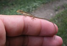 Anolis pulchellus.JPG