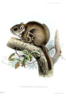 Beecroft's thorntail squirrel (Anomalurus beecrofti)