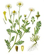 Anthemis cotula - Köhler–s Medizinal-Pflanzen-160.jpg