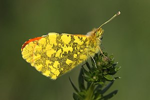 Eastern aurora butterfly (Anthocharis damone) ♂