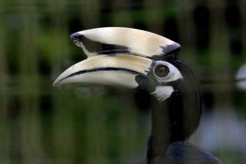 File:Anthracoceros albirostris -Jurong Bird Park, Singapore -head-8a.jpg