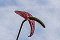 Anthurium (Flamingoplant.