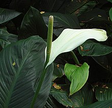 Anthurium bonplandii subsp. guayanum (9160793616).jpg