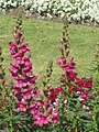 Pink salvia in the Brisbane City Botanic Gardens. This photograph taken in early Spring (September).