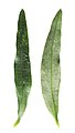 Antirrhinum majus leaf.jpg