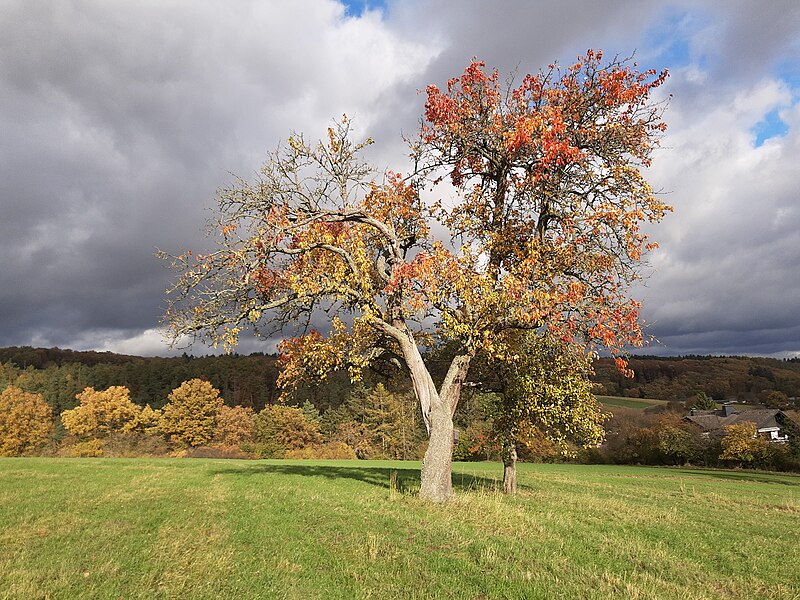File:Apple tree in field, detail, Ehrenbach.jpg