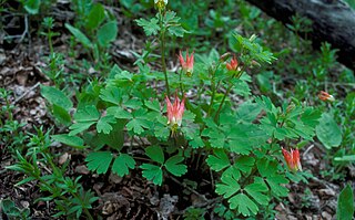 <i>Aquilegia elegantula</i> North American species of columbine