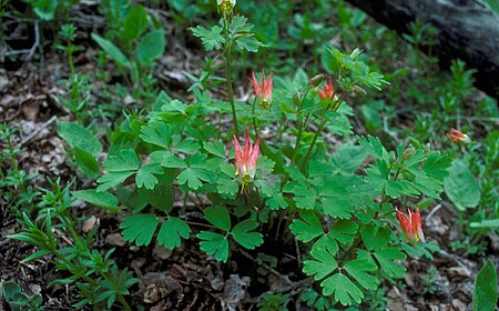 Aquilegia elegantula