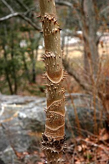 The trunk, showing the bark, leaf scars, and spines. Aralia spinosa.jpg