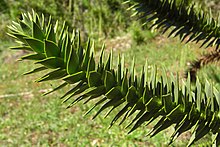 Araucaria (3439728737).jpg