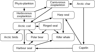 Ocean food web showing a network of food chains Arctic food web.svg